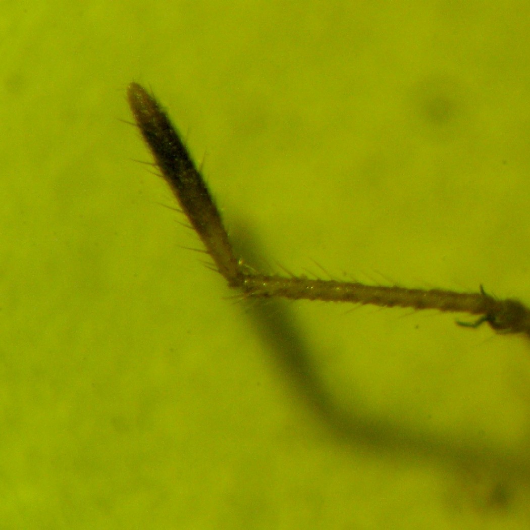 Rhopalidae:  Agraphopus cfr. lethierryi