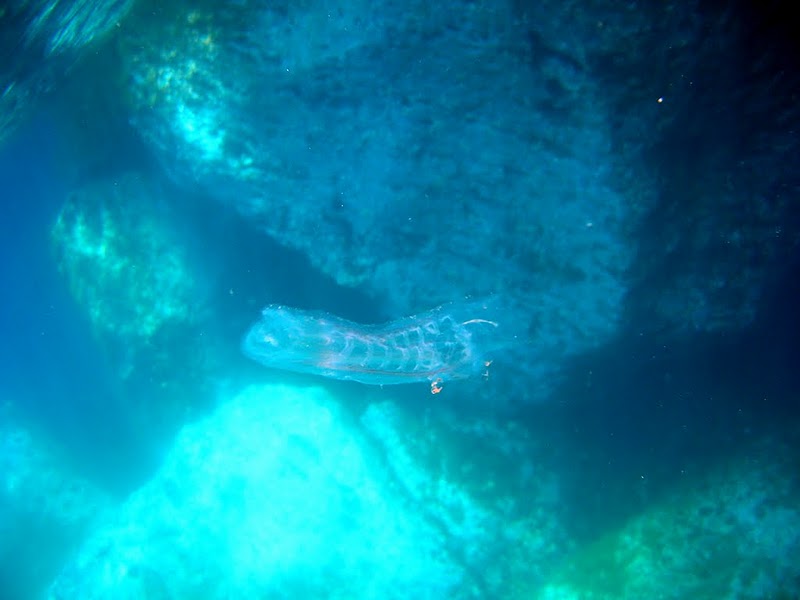 Salpa sp.