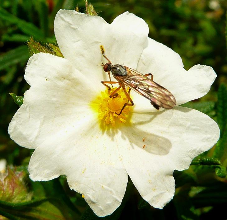 Identificazioni