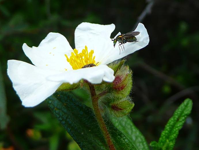 Identificazioni