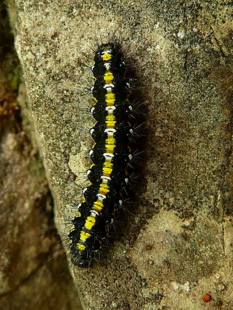 Identificazione bruco. - Callimorpha dominula