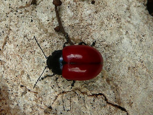 Chrysolina lucida?
