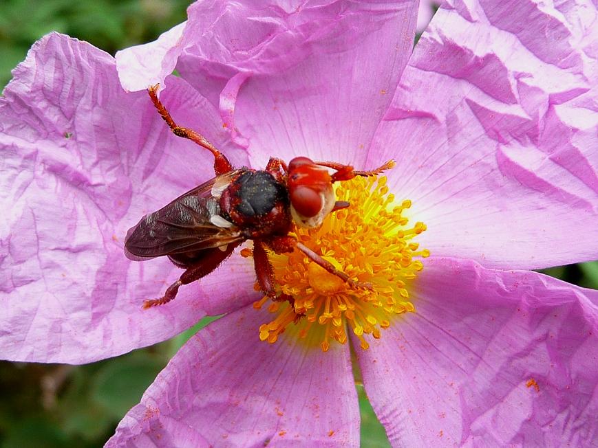 Identificazioni