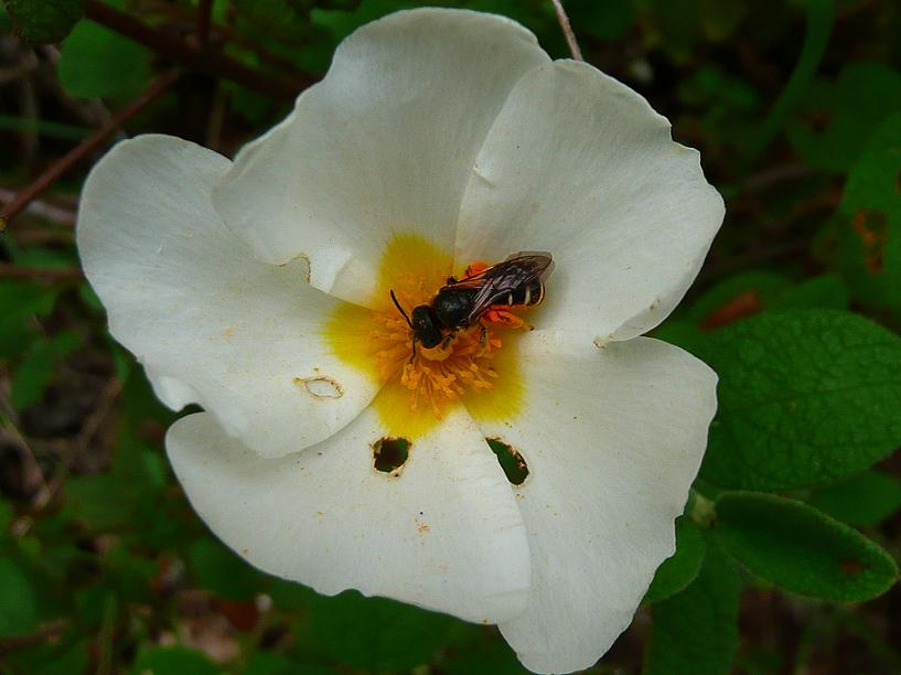 Apidae Halictinae: Halictus sp., femmina