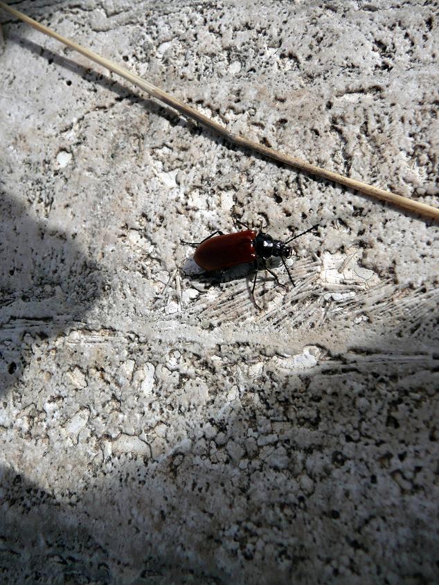 Identificazione Carabidae  (Alleculidae: Omoplhus)