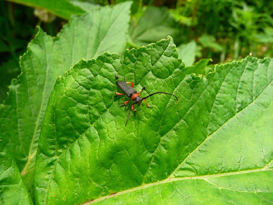 Phytoecia affinis (Cerambycidae)