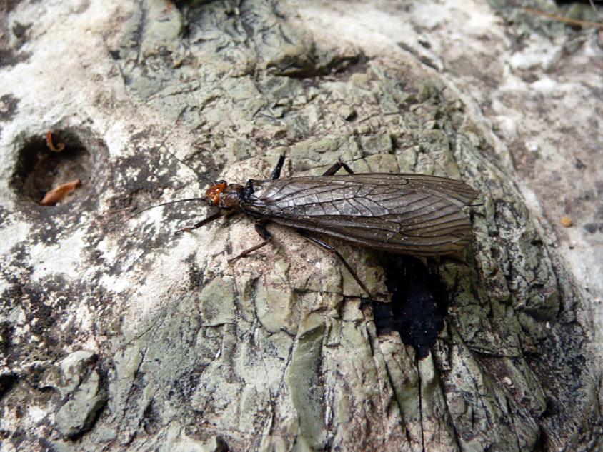 Perla grandis