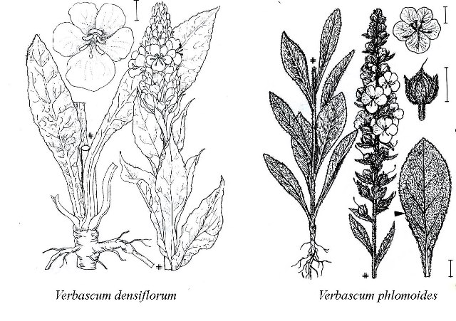 Verbascum densiflorum Bertol. o V. phlomoides L.?