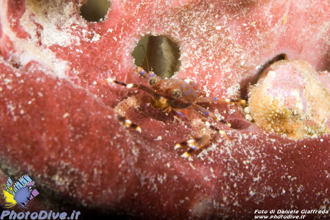 Galathea sp.