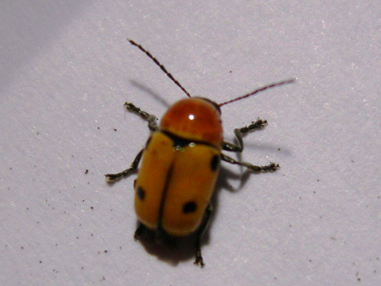 Cryptocephalus bimaculatus