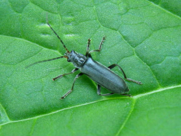 Coleotteri da Asiago