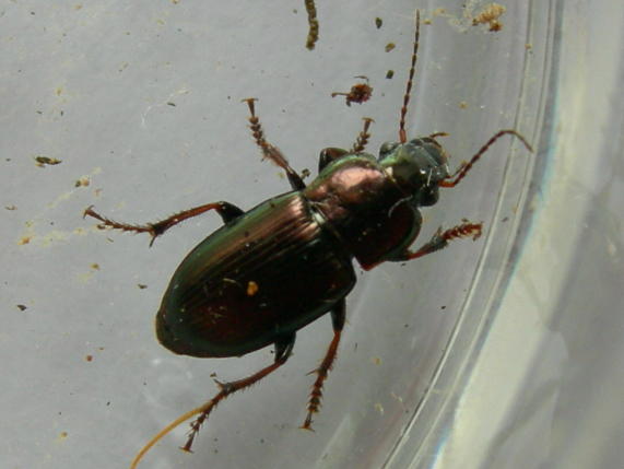 Carabidae: Amara simulata, Harpalus distinguendus, Ophonus azureus  e Dinodes decipiens