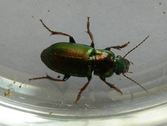 Carabidae: Amara simulata, Harpalus distinguendus, Ophonus azureus  e Dinodes decipiens