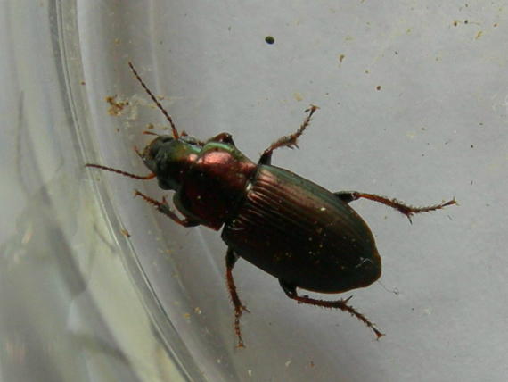 Carabidae: Amara simulata, Harpalus distinguendus, Ophonus azureus  e Dinodes decipiens