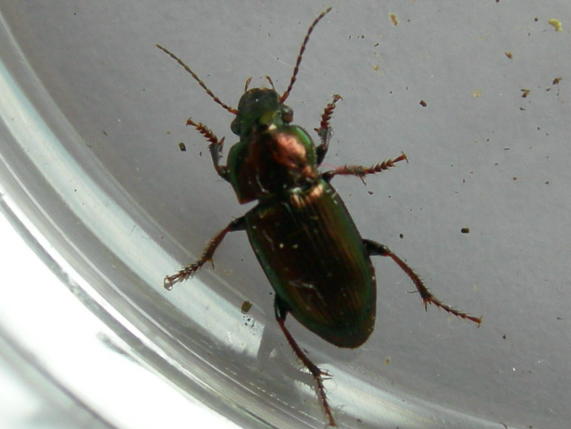 Carabidae: Amara simulata, Harpalus distinguendus, Ophonus azureus  e Dinodes decipiens