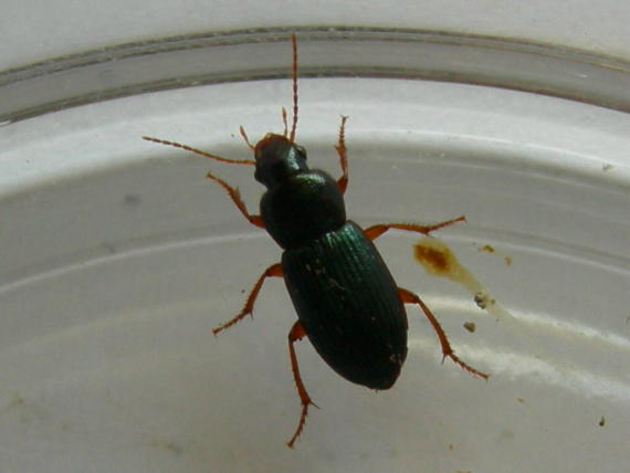 Carabidae: Amara simulata, Harpalus distinguendus, Ophonus azureus  e Dinodes decipiens