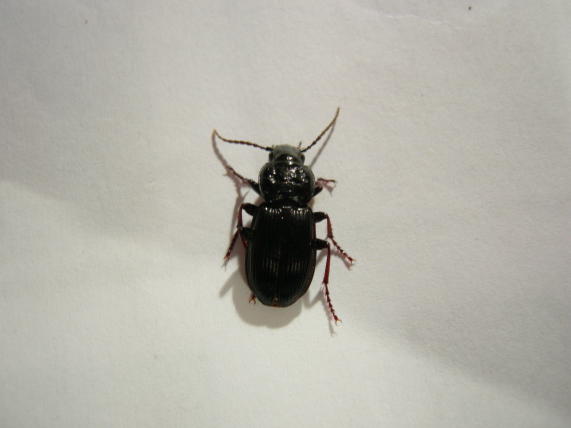 Pterostichus del Veneto