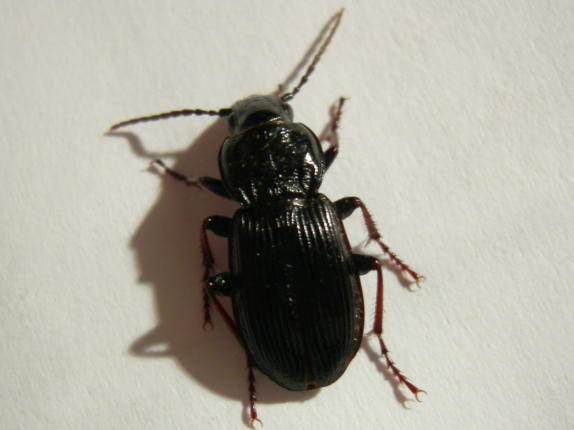 Pterostichus del Veneto