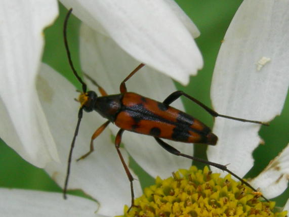Stenurella septempunctata (Cerambycidae)
