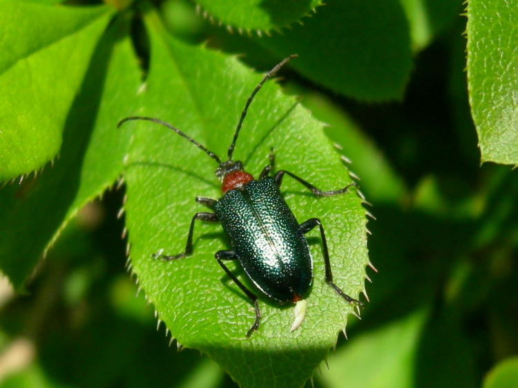 Coleotteri da Asiago