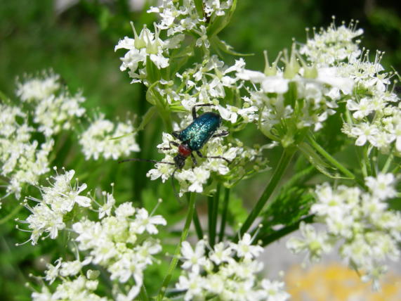 Coleotteri da Asiago