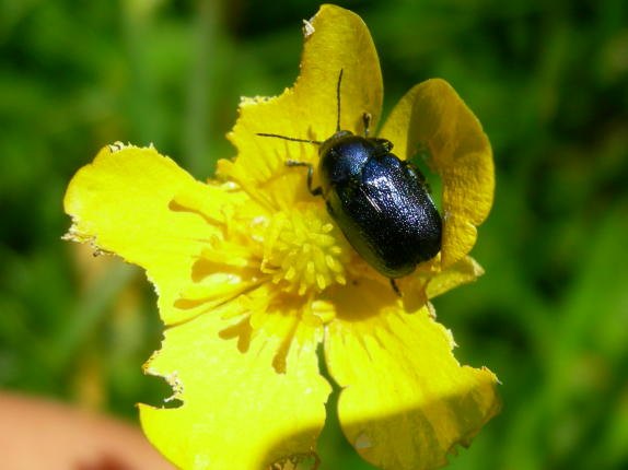 Coleotteri da Asiago