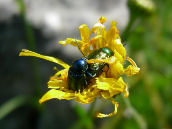 Coleotteri da Asiago