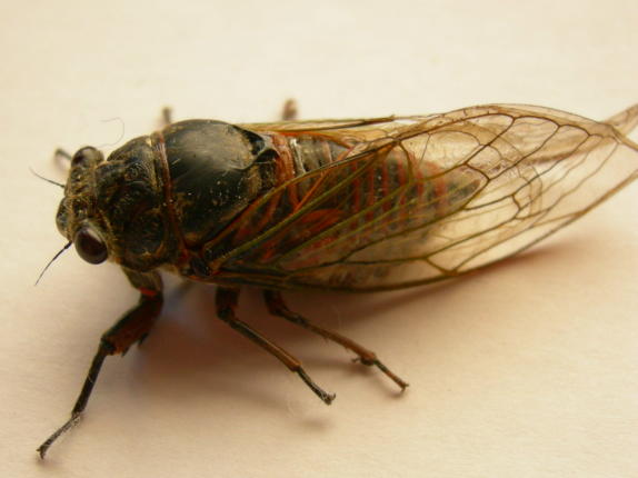 Cicala rossastra della Croazia