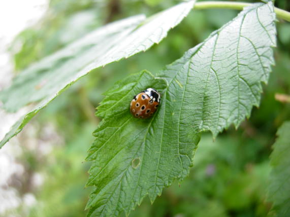 Anatis ocellata sull''altopiano di Asiago