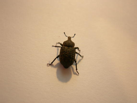 Minyops carinatus del Vicentino