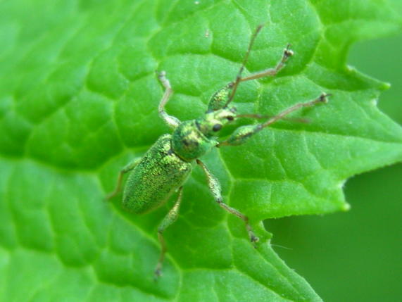 Coleotteri da Asiago