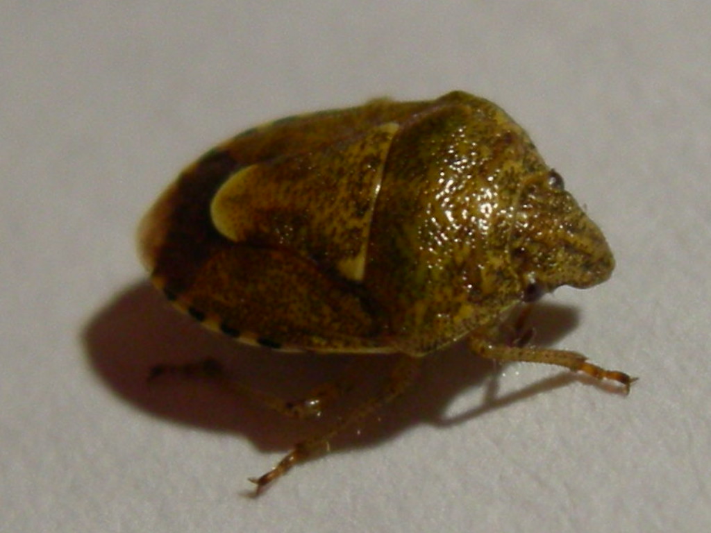 Pentatomidae:  Staria lunata del Vicentino (VI)