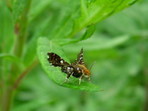 Thyris fenestrella