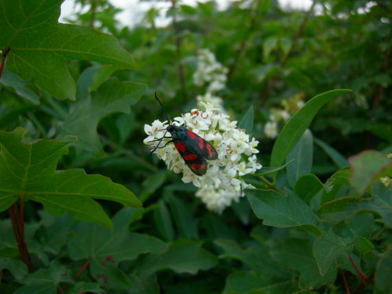 Zygaena filipendulae