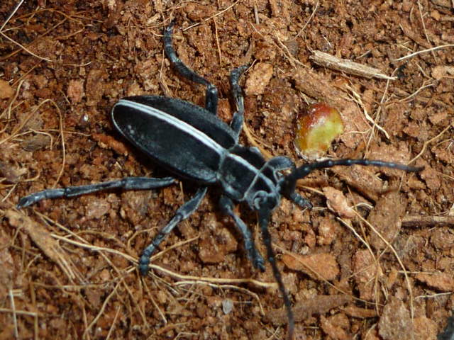 Coleotteri da identificare