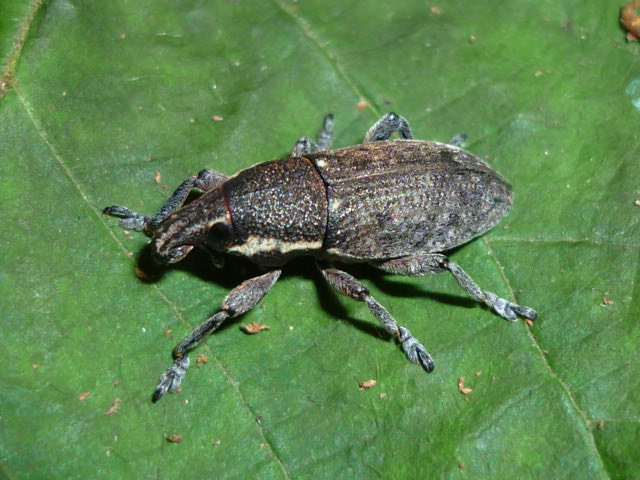 Coleotteri da identificare