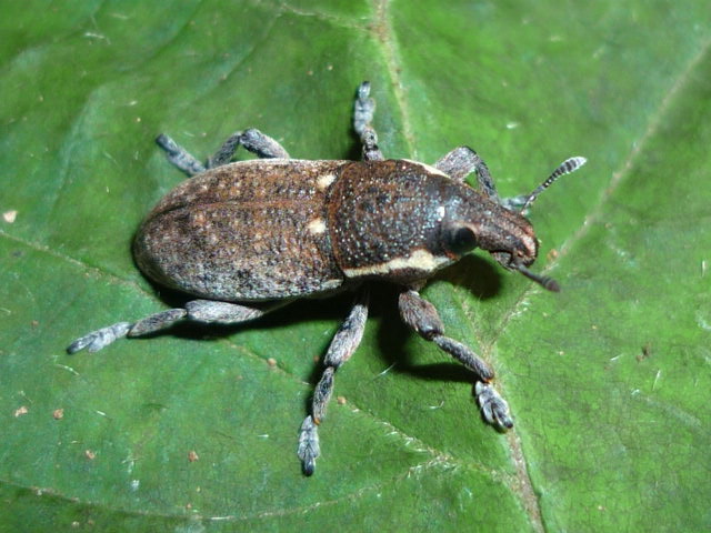 Coleotteri da identificare