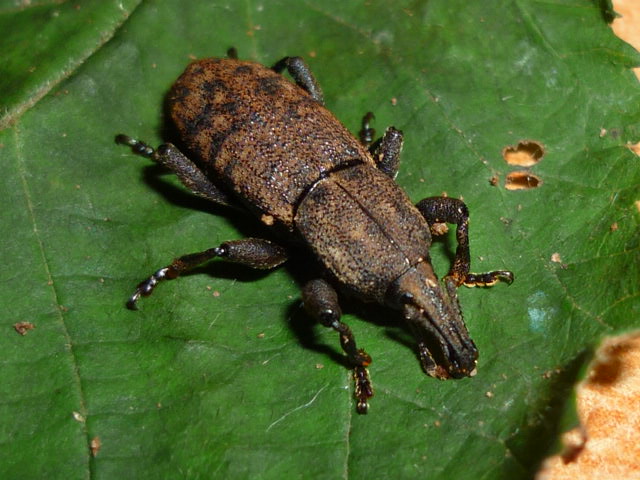 Coleotteri da identificare