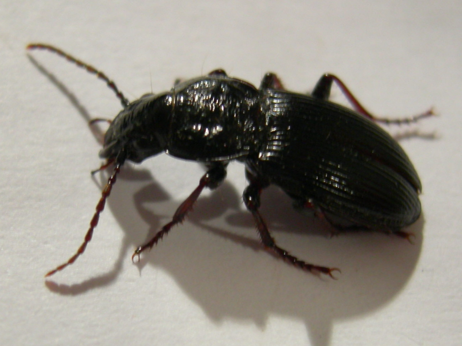 Pterostichus del Veneto