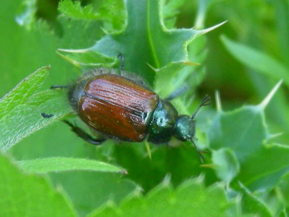 Coleotteri da Asiago