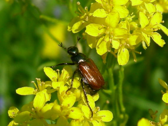 Coleotteri da Asiago