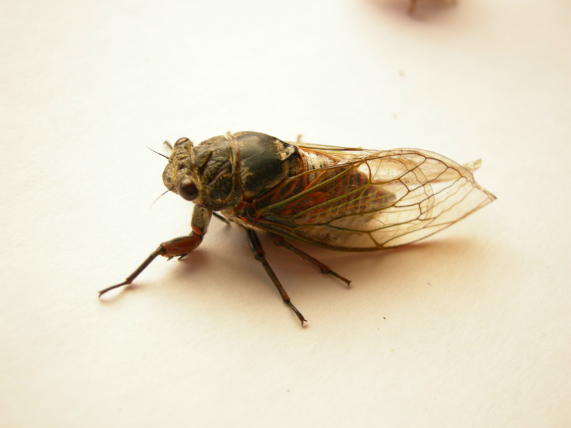 Cicala rossastra della Croazia