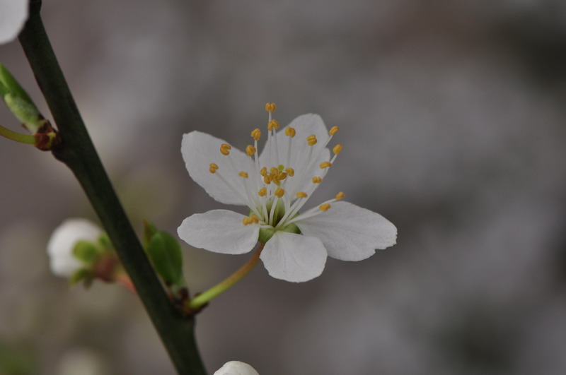 Prunus cfr. dulcis