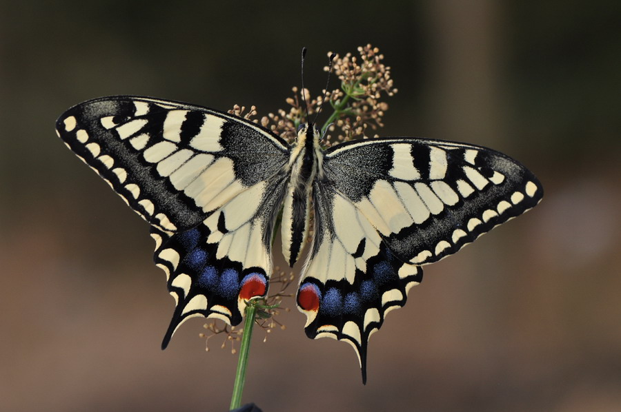 bruco, e protuberanze sconosciute - Papilio machaon