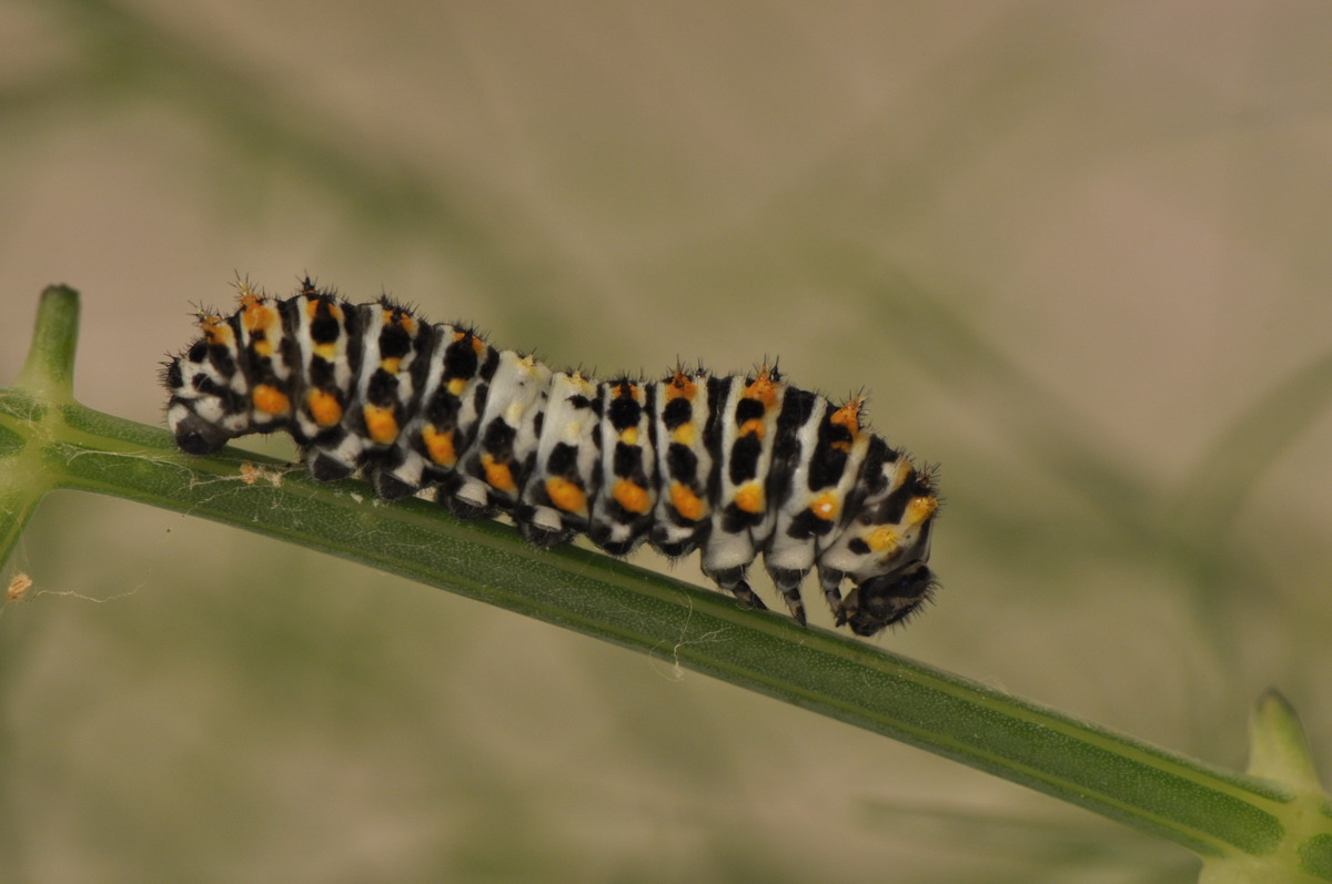 bruco, e protuberanze sconosciute - Papilio machaon