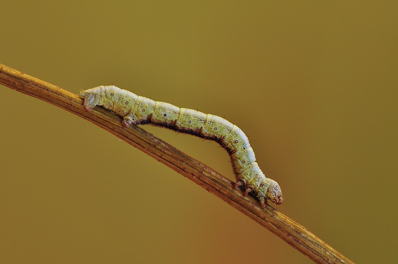 bruco da identificare