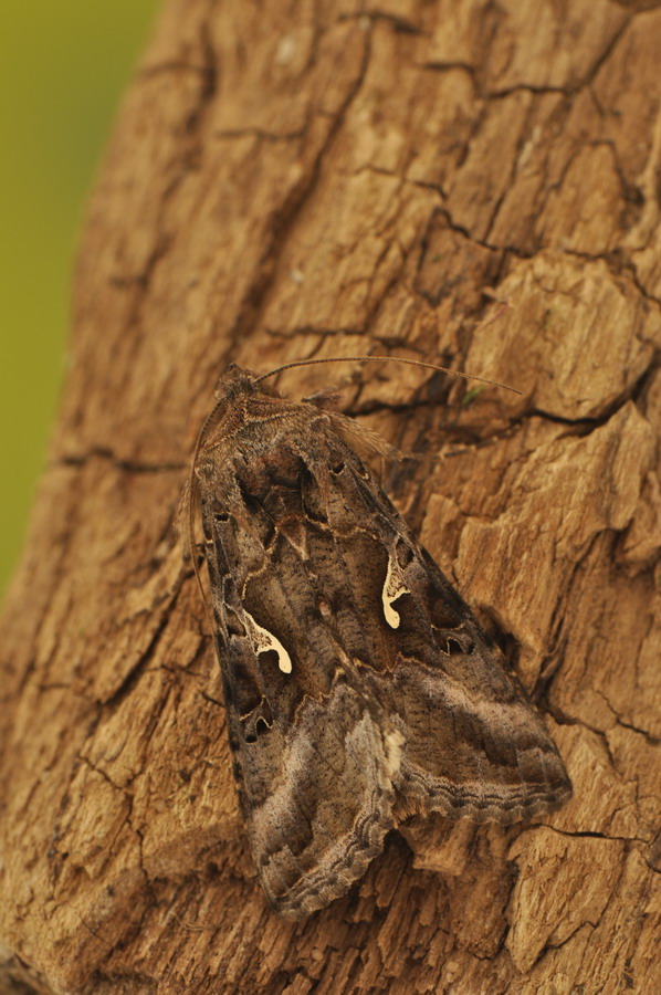 identificazione bruco: Autographa gamma