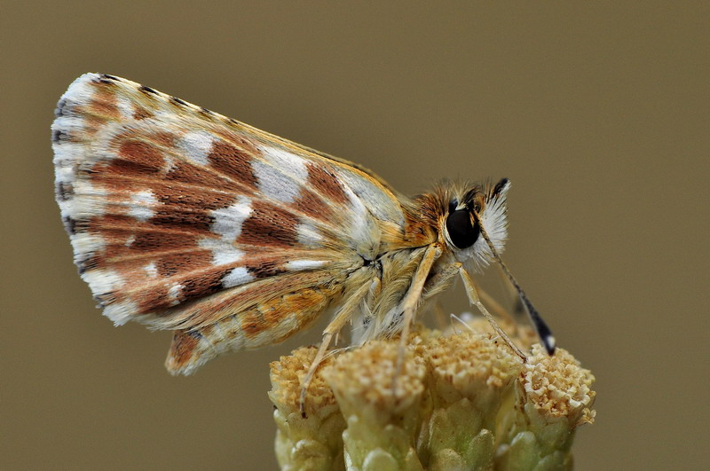 farfalla da identificare - Spialia sertorius