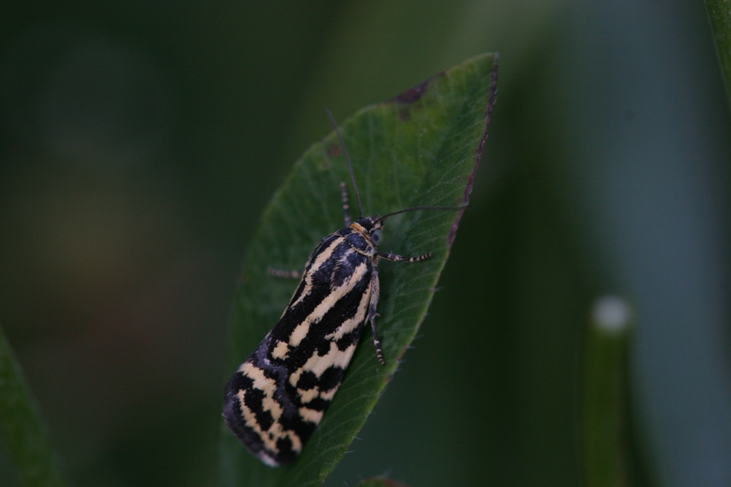 Emmelia trabealis