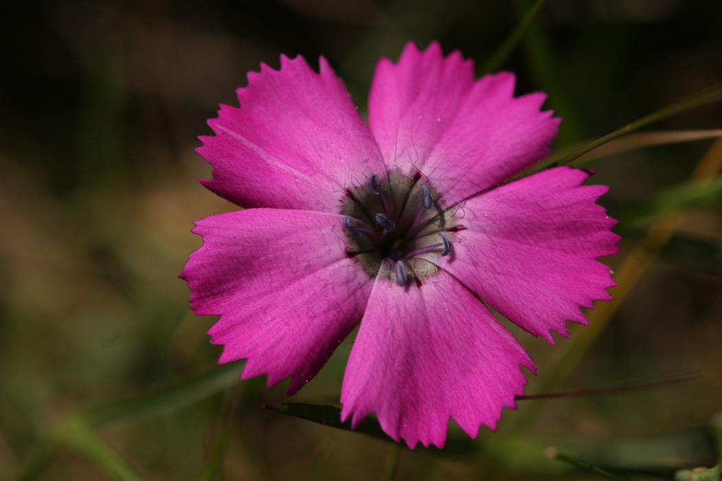 Dianthus sp.